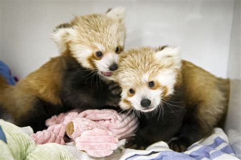 Sikkim offers its visitors the extraordinary opportunity to witness the endangered red panda exist in its natural habitat before its probable extinction in the future. Red panda cubs being hand-raised at Lincoln Zoo | Local ...