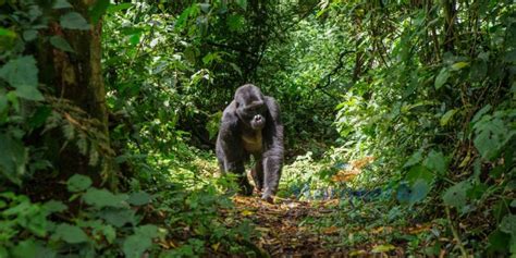 How Do Mountain Gorillas Communicate Silverback Gorilla Tour