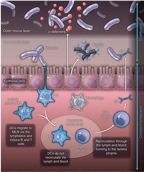 The Gut Microbiota And The Immune System Thryve Medium