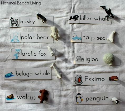 Perfect Montessori Arctic Activities With Free Printables Penguins