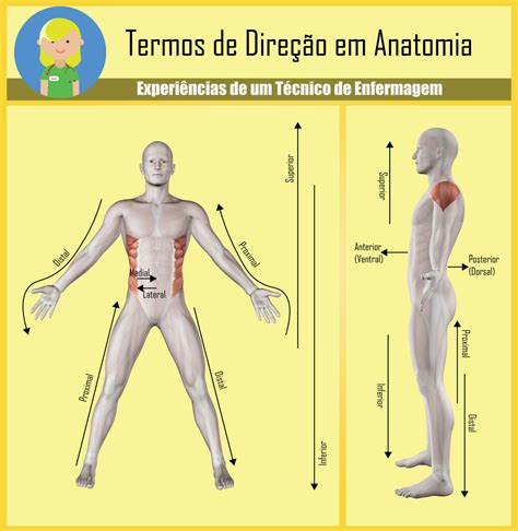Termos De Direção Em Anatomia Enfermagem Ilustrada Enfermagem