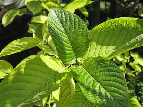 If you want to learn ketum in english, you will find the translation here, along with other translations from turkish to english. Ketum Berpotensi Merawat Masalah Ketagihan Dadah | My Kebun