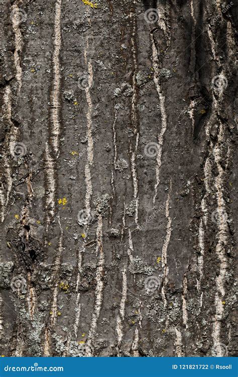 Bark Of Old Oak Stock Photo Image Of Rough Background 121821722