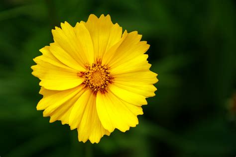 Yellow Flower Free Stock Photo Public Domain Pictures