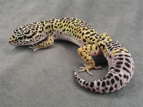 The Gecko Zone The Leopard Gecko