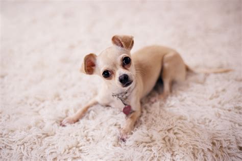 How Big Is A Chihuahuas Brain And Other Facts About Chihuahua Smarts