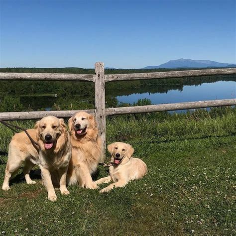 Maine Golden Retrievers Father And Puppies Enjoying The Scenic View Of