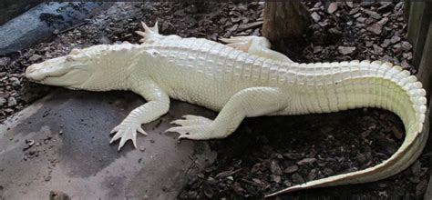 The distance between new orleans and arkansas alligator farm and petting zoo is 363 miles. Albino Alligator - post in 2020 | Albino animals, Albino ...
