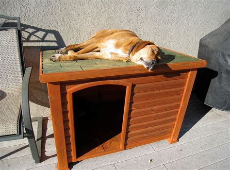 Diy Indoor Dog Kennel Design Ideas