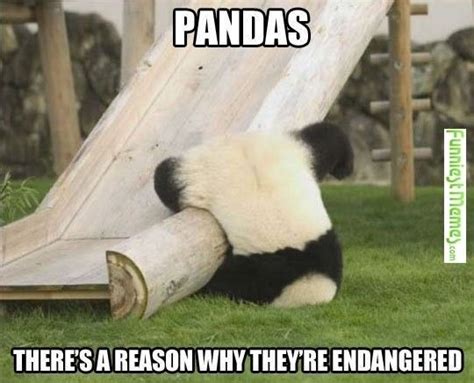 15 Incredibly Funny Panda Memes Cuccioli Di Collie Foto Di Animali