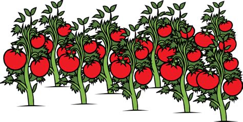 Tomato Plant Clip Art Clip Art Library