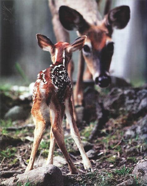 Phoenix Rising Jungle Book 046 Deer Mom And Fawn Image Only