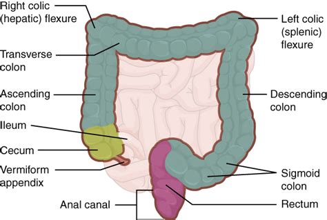 Difference Between Cecum And Appendix Compare The Difference Between
