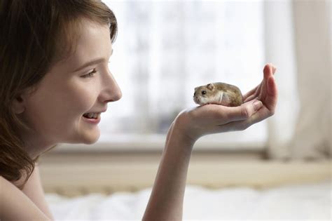 How To Handle And Tame Pet Hamsters Tame A Hamster