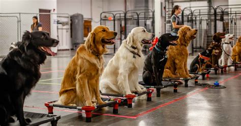 Sit Means Sit Dog Training Raleigh Nc Raleigh Puppy Trainers