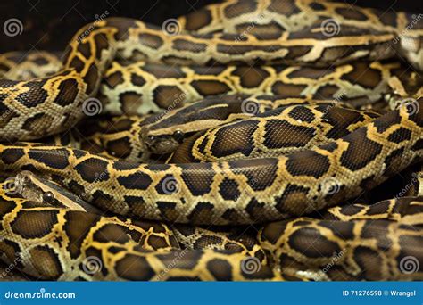 Burmese Python Python Bivittatus Stock Photo Image Of Reptiles