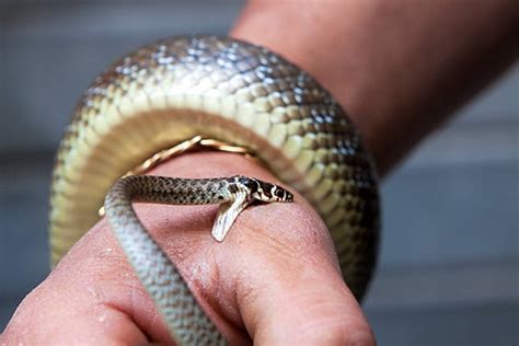 Snake Bite Stock Photos Pictures And Royalty Free Images Istock