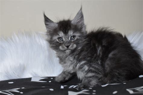 Place a free ad today! Available Maine Coon Kittens for Sale - European Maine ...