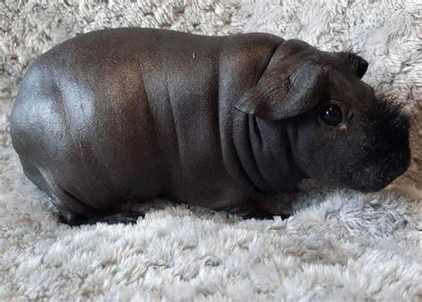 Hairless Guinea Pigs Called The Skinny Pigs Are Like Getting A Mini