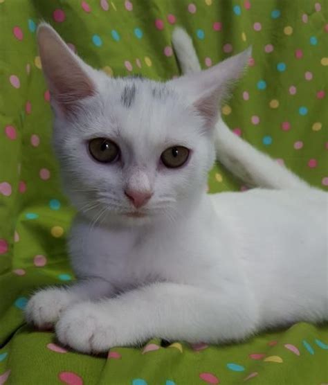 White Cat With Grey Spots On Head