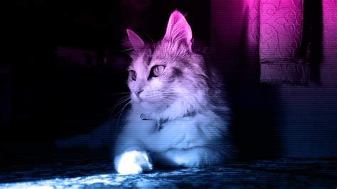 Cat Neon Wallpapers Hd Desktop And Mobile Backgrounds