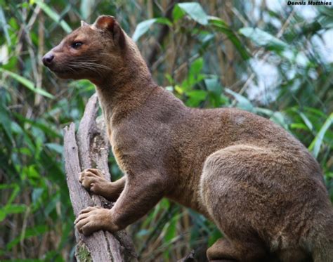 10 Weird And Wonderful Creatures From Madagascar Listverse