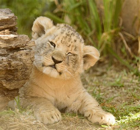 Lion Cub Adorable Cute Free Photo On Pixabay Pixabay