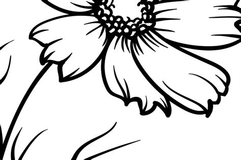 Cosmos Spring Flower Svg. Flower Outline SVG Files for Cricut