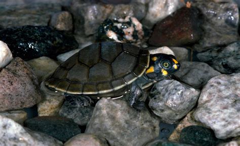 Wallpaper Water Rock Wildlife Rocks Tortoise Reptile Fauna