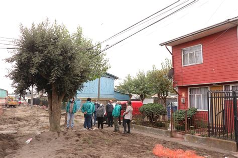 Municipalidad De Talcahuano Sacará árbol Defendido Por Adulta Mayor