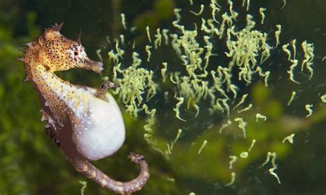 Beautiful Images Of Male Seahorse Giving Birth Animals Giving Birth