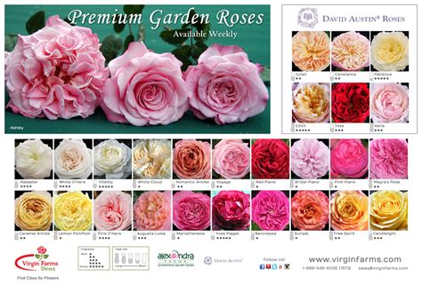 Virgin Farms Direct Supplies Fresh Cut Flowers And Garden Roses