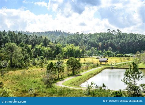 Landscape View Of The Pine Forest Chiangmai Thailand Stock Photo