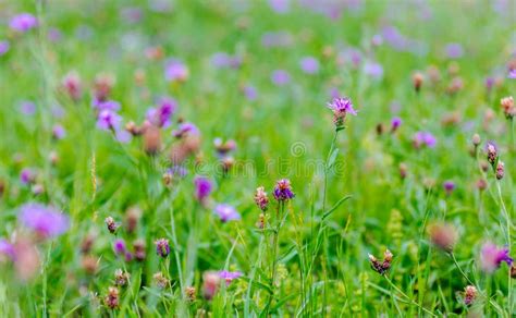 Purple Flowers Meadow Stock Photo Image Of Violet Meadow 60826958