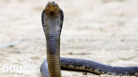Cobra Fang Club The Rising Popularity Of Kenyan Snake Farms Bbc News