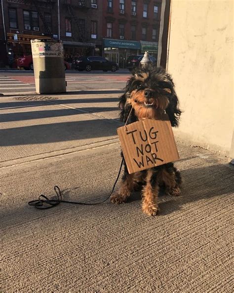 Dog Protests Against Annoying Everyday Things With