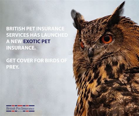 Rated excellent by our customers on trust pilot. Pin on Everything British Pet Insurance