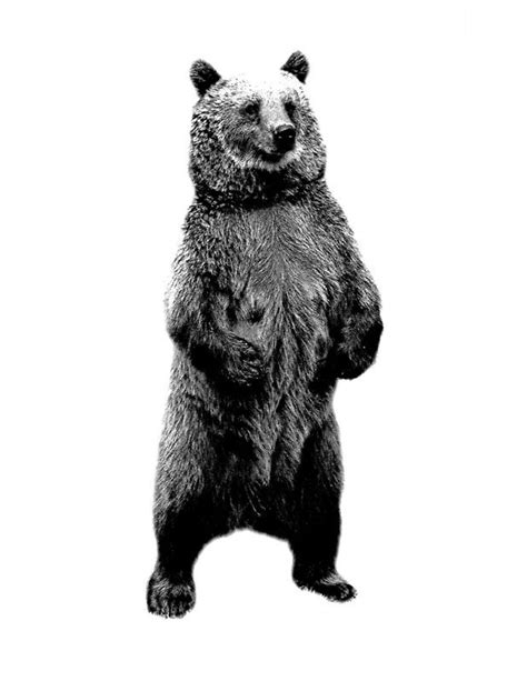 Draw a curved line for the top part of the bear's face. 'Bear Standing Up. Wildlife Digital Engraving Image' Art ...
