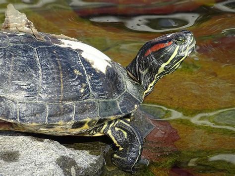 Turtle Pond Water Reptile Terrapin Shell Aquatic Animal Nature