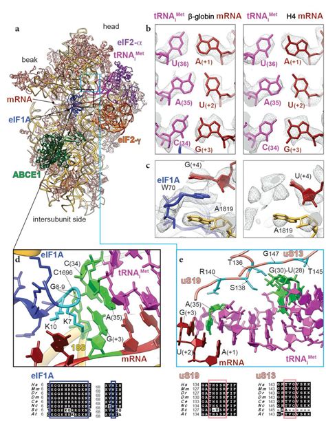 Structural Insights Into The Kozak Sequence Interactions Within The
