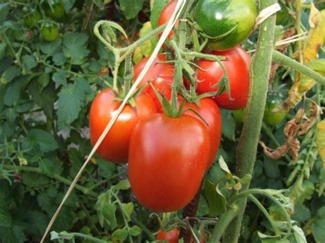 Tomaten säen, wann ist die beste zeit dafür? evt. Dürrfleckenkrankheit an Tomaten - Mein schöner Garten ...
