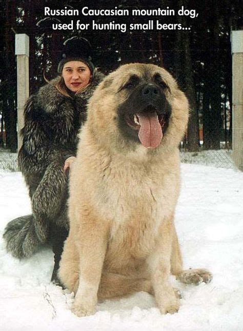 Caucasian Ovcharka Russian Bear Dog Caucasian Ovcharka Otherwise