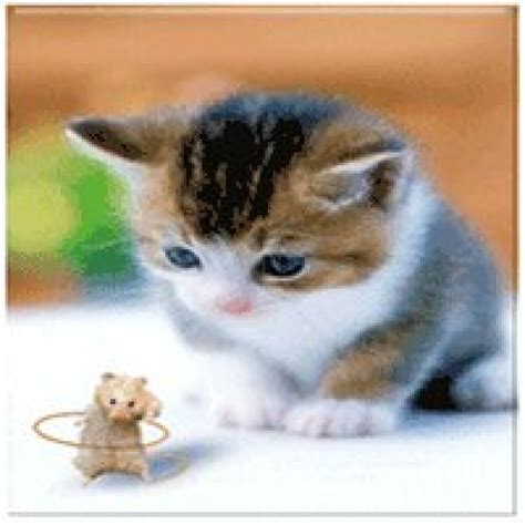 Download hewan gambar animasi apk 22.0 for android. Gambar Animasi Bergerak Lucu Hewan | Top Meme