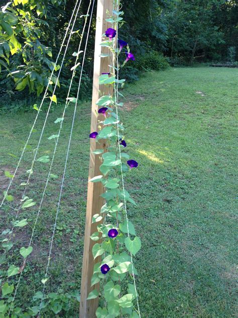 Morning Glory Stringed Trellis Flower Trellis Diy Garden Trellis