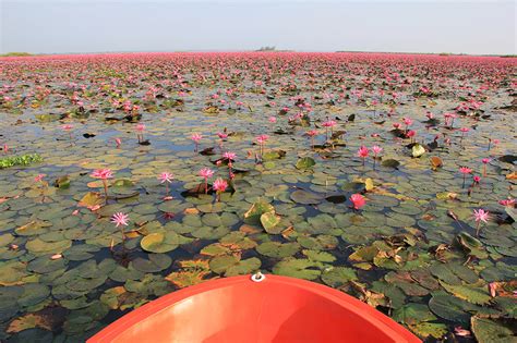Red Lotus Sea Udon Thani Float On A Lake With A Million Pink Flowers
