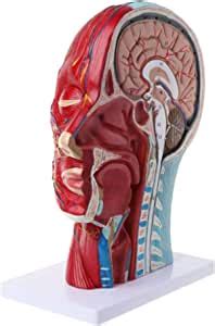 Amazon Dmzh Head Anatomical Model Head Median Sagittal Section My