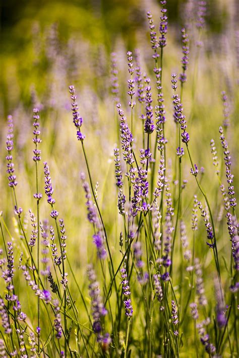 Lavender Flower Nature Free Photo On Pixabay Pixabay