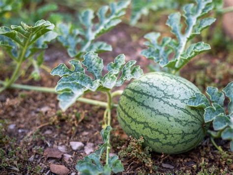 Tips For Watering Watermelons