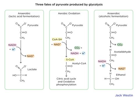 Glycolysis Aerobic Substrates And Products Glycolysis Gluconeogenesis