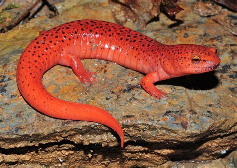 Red Salamander Virginia DWR